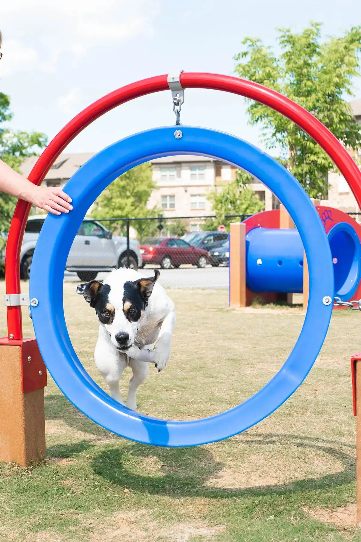 Dog-Park-Dog-Jumping-Hoop